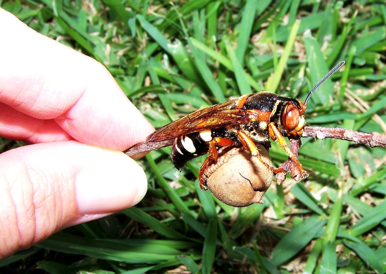 Cicada Killer wasp
